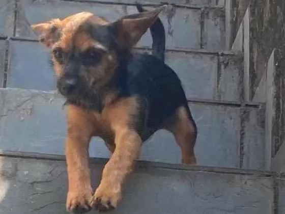 Cachorro ra a SRD-ViraLata idade 2 a 6 meses nome Linda