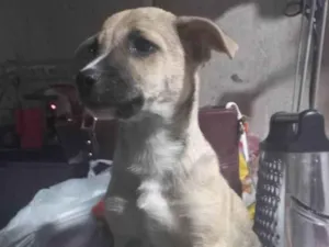 Cachorro raça SRD-ViraLata idade 2 a 6 meses nome Atena