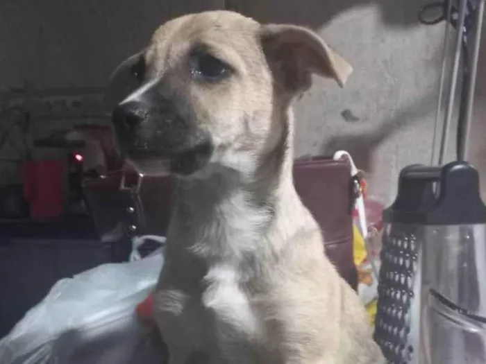 Cachorro ra a SRD-ViraLata idade 2 a 6 meses nome Atena