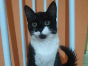 Gato raça Exótico idade 2 a 6 meses nome Nina