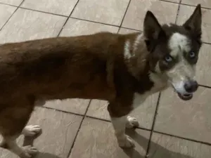 Cachorro raça Husky Siberiano idade 7 a 11 meses nome Não sei 