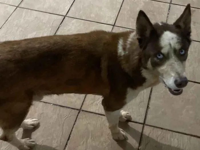 Cachorro ra a Husky Siberiano idade 7 a 11 meses nome Não sei 