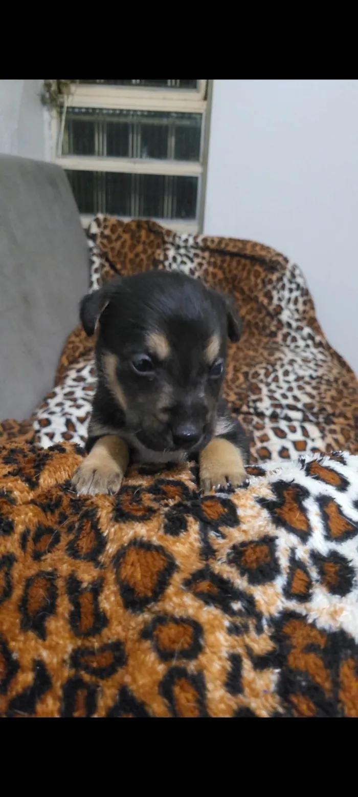 Cachorro ra a Border Collie idade Abaixo de 2 meses nome Sem nome definido