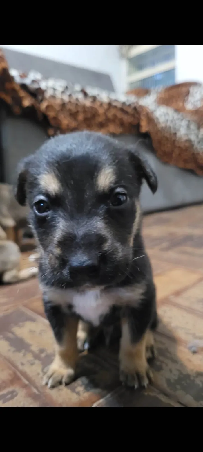 Cachorro ra a Border Collie idade Abaixo de 2 meses nome Sem nome definido