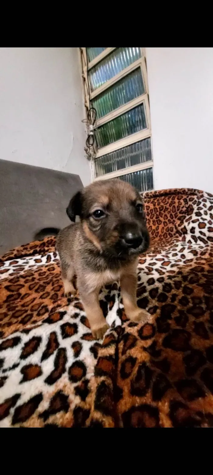 Cachorro ra a Border Collie idade Abaixo de 2 meses nome Sem nome definido