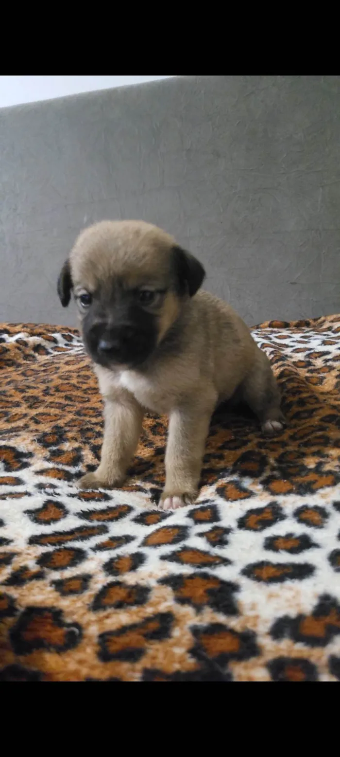 Cachorro ra a Border Collie idade Abaixo de 2 meses nome Sem nome definido