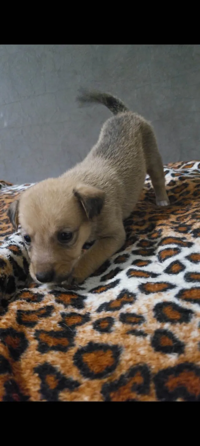 Cachorro ra a Border Collie idade Abaixo de 2 meses nome Sem nome definido