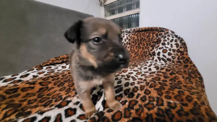 Cachorro ra a Border Collie idade Abaixo de 2 meses nome Sem nome definido