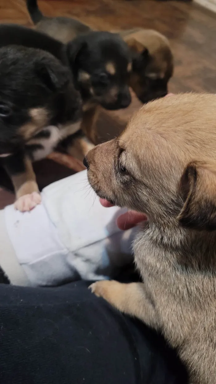 Cachorro ra a Border Collie idade Abaixo de 2 meses nome Sem nome definido