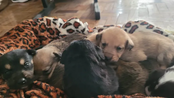 Cachorro ra a Border Collie idade Abaixo de 2 meses nome Sem nome definido