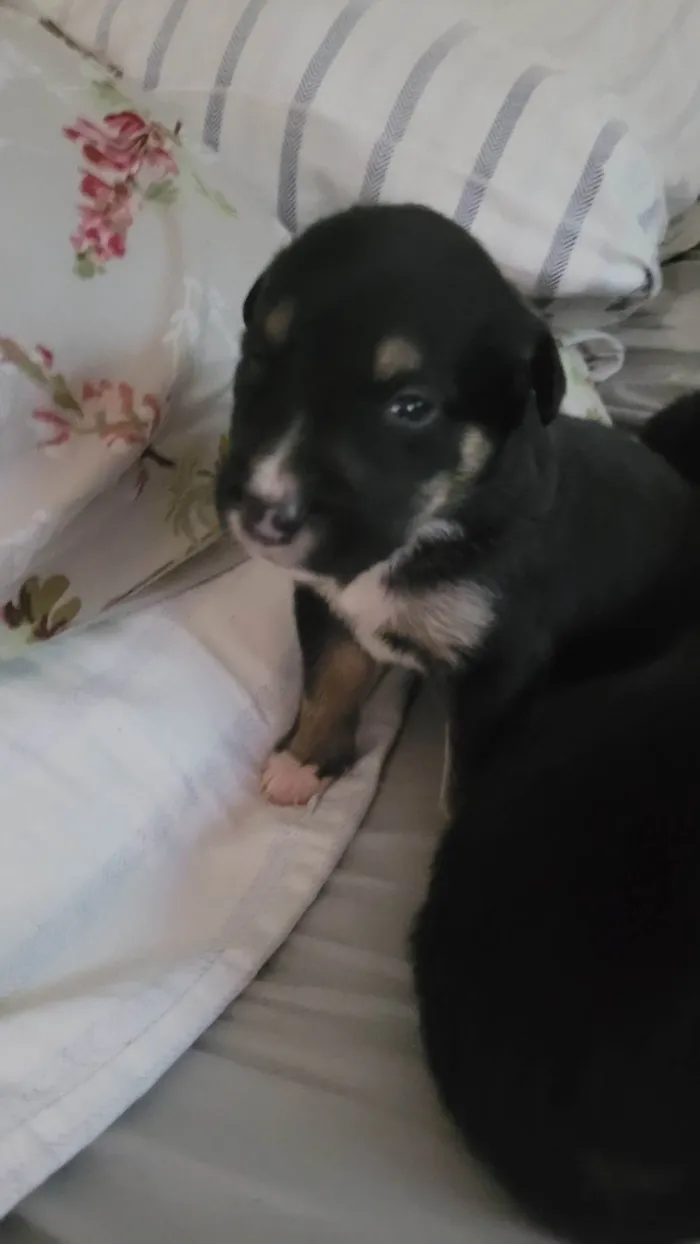 Cachorro ra a Border Collie idade Abaixo de 2 meses nome Sem nome definido