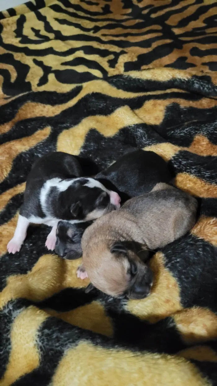 Cachorro ra a Border Collie idade Abaixo de 2 meses nome Sem nome definido