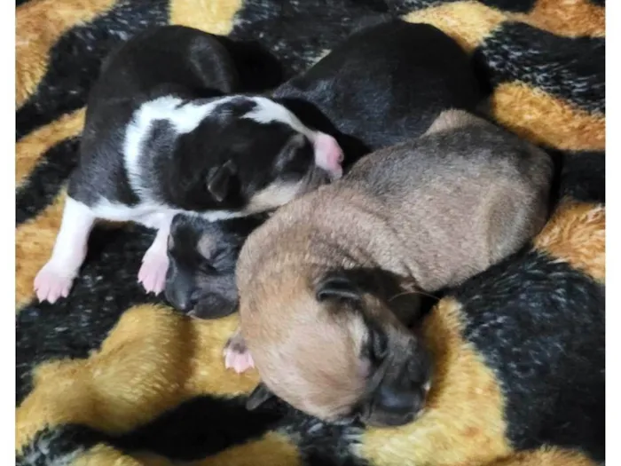 Cachorro ra a Border Collie idade Abaixo de 2 meses nome Sem nome definido