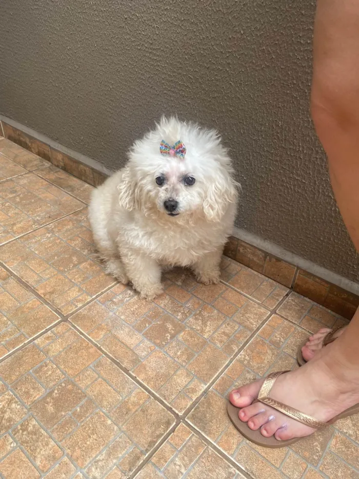 Cachorro ra a Poodle idade 6 ou mais anos nome Laila