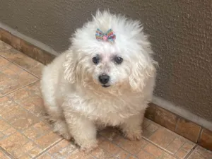 Cachorro raça Poodle idade 6 ou mais anos nome Laila