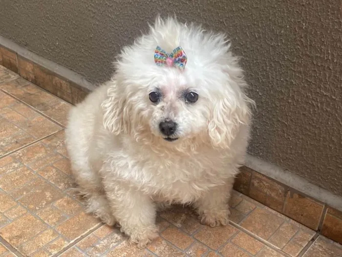 Cachorro ra a Poodle idade 6 ou mais anos nome Laila