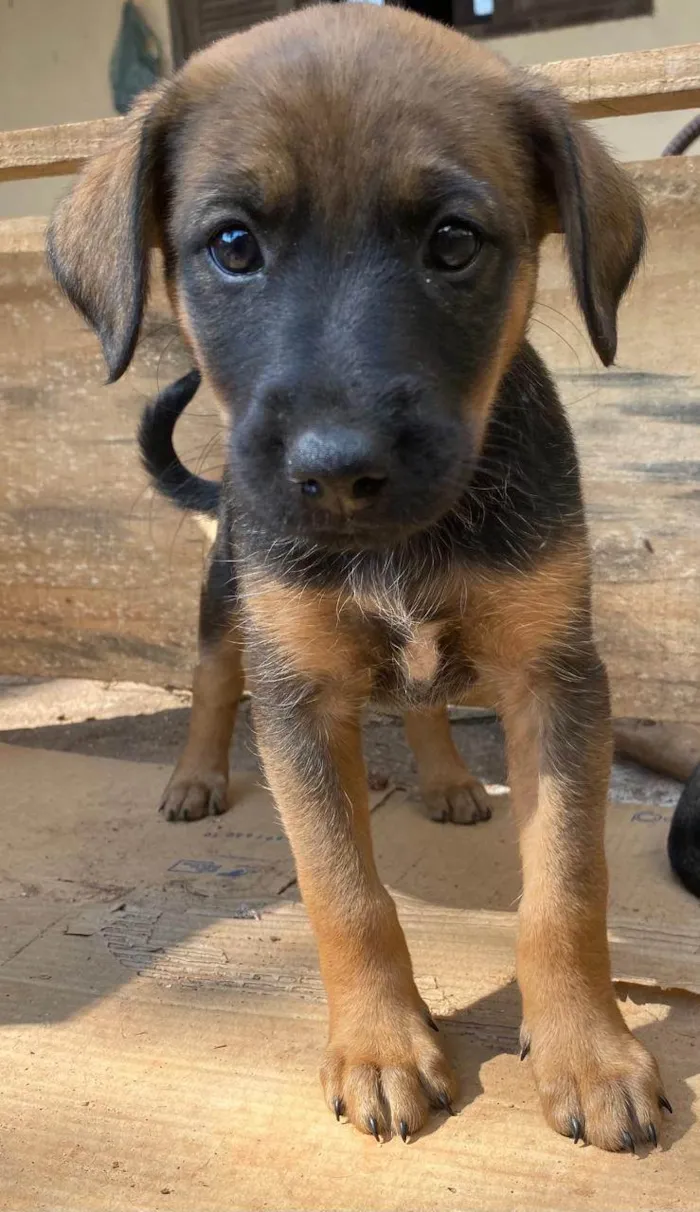 Cachorro ra a SRD-ViraLata idade Abaixo de 2 meses nome angelita