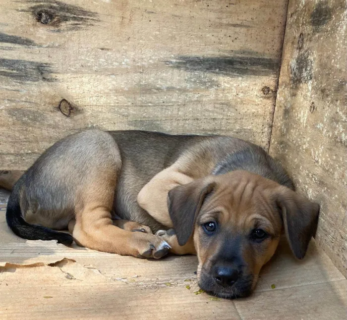 Cachorro ra a SRD-ViraLata idade Abaixo de 2 meses nome angelita