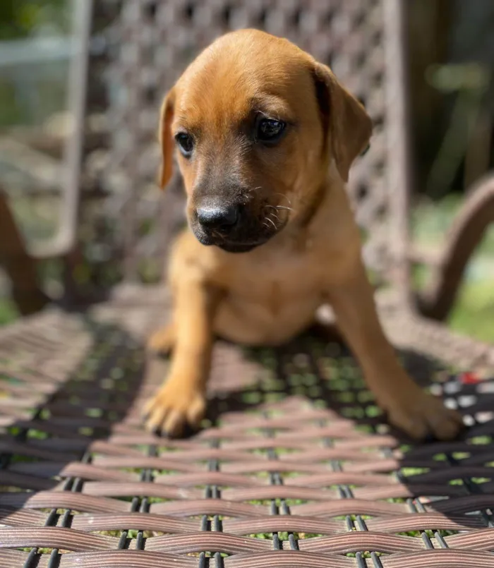 Cachorro ra a SRD-ViraLata idade Abaixo de 2 meses nome angelita