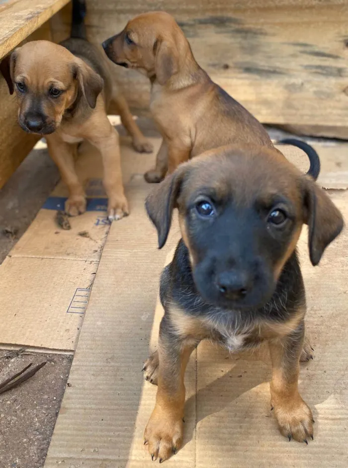 Cachorro ra a SRD-ViraLata idade Abaixo de 2 meses nome angelita