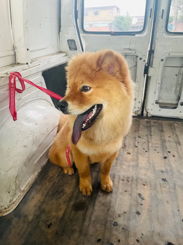 Cachorro ra a Chow Chow idade 7 a 11 meses nome Luke