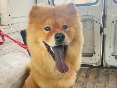 Cachorro raça Chow Chow idade 7 a 11 meses nome Luke