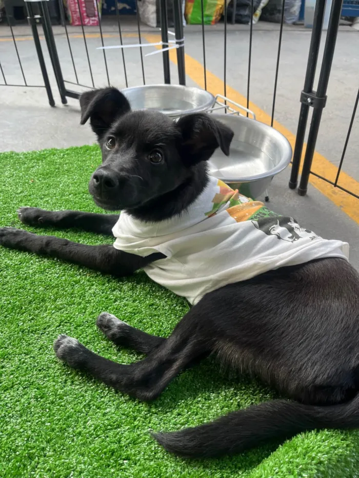 Cachorro ra a SRD-ViraLata idade 2 a 6 meses nome Nala