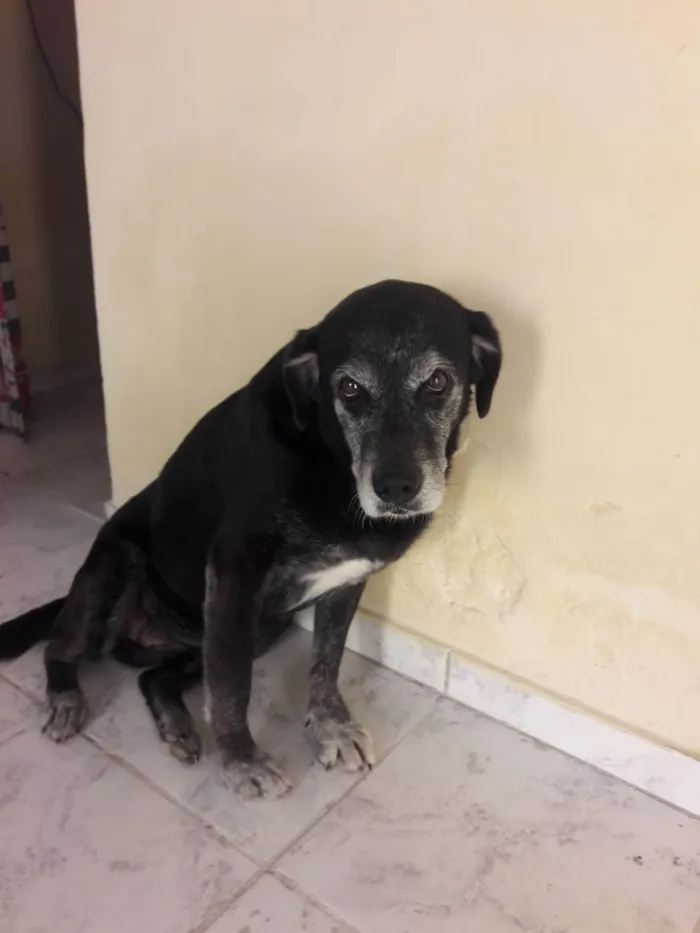 Cachorro ra a SRD-ViraLata idade 6 ou mais anos nome Sora