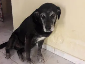 Cachorro raça SRD-ViraLata idade 6 ou mais anos nome Sora