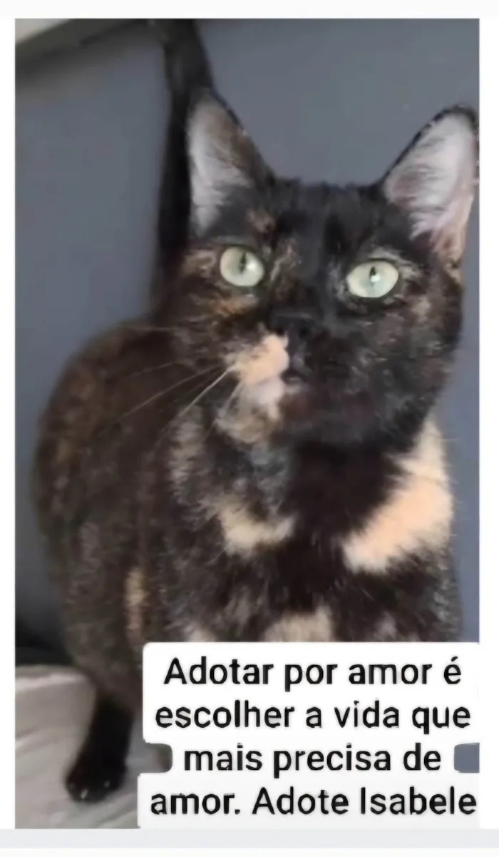 Gato ra a SRD-ViraLata idade 3 anos nome ISABELLE 