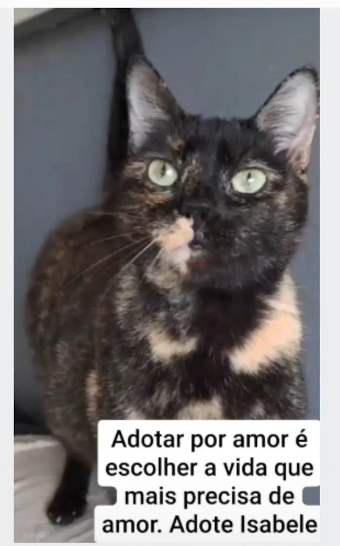 Gato ra a SRD-ViraLata idade 3 anos nome ISABELLE 