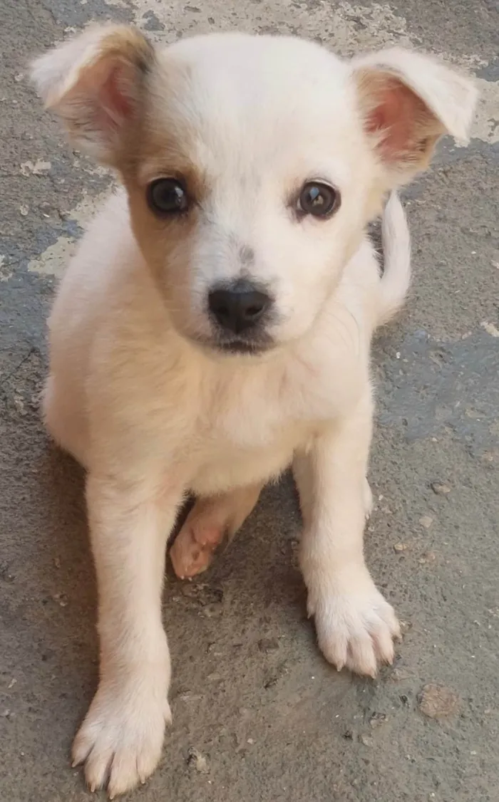 Cachorro ra a SRD-ViraLata idade Abaixo de 2 meses nome José