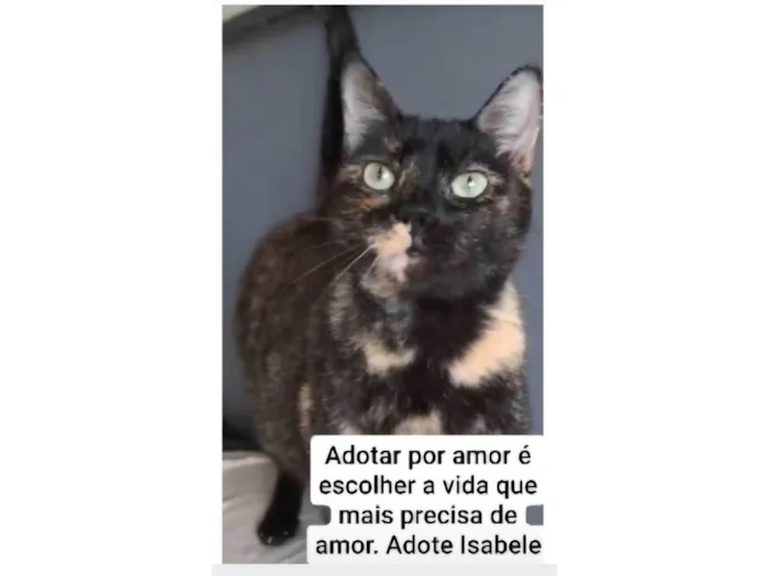 Gato ra a SRD-ViraLata idade 3 anos nome ISABELLE 