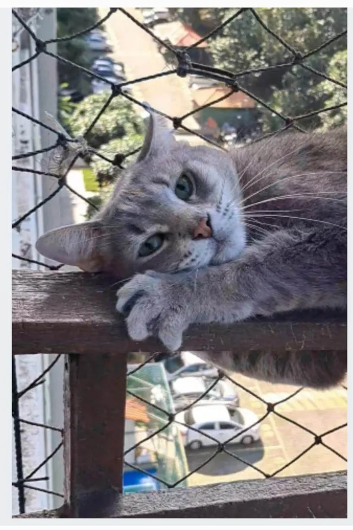 Gato ra a SRD-ViraLata idade 2 anos nome BÓRIS 