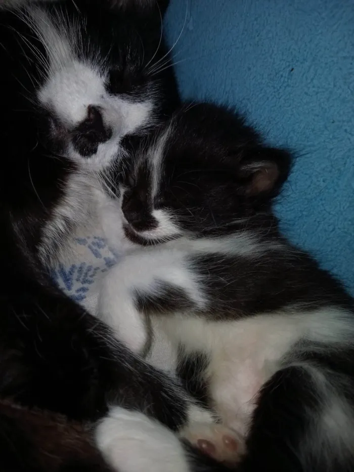 Gato ra a Puro amor idade Abaixo de 2 meses nome Niki