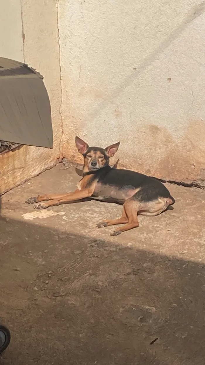 Cachorro ra a Pinscher idade 6 ou mais anos nome Billy