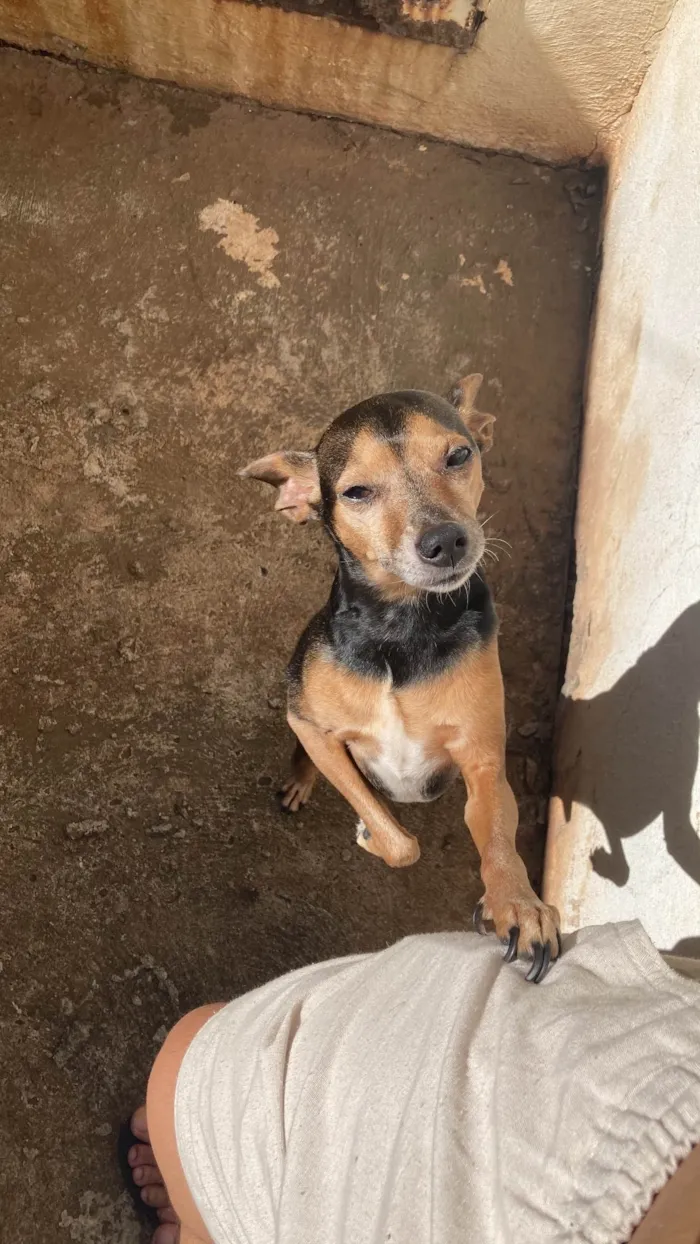 Cachorro ra a Pinscher idade 6 ou mais anos nome Billy