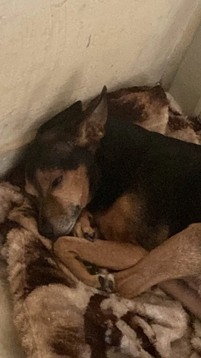 Cachorro ra a Pinscher idade 6 ou mais anos nome Billy