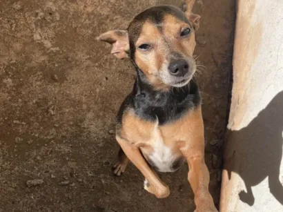 Cachorro raça Pinscher idade 6 ou mais anos nome Billy