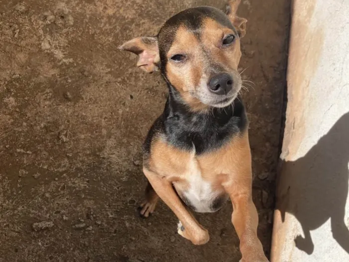 Cachorro ra a Pinscher idade 6 ou mais anos nome Billy