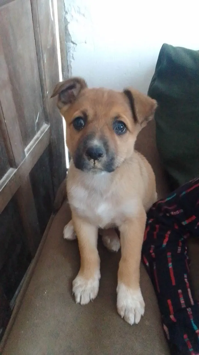 Cachorro ra a SRD-ViraLata idade 2 a 6 meses nome Mabel