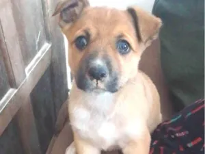 Cachorro raça SRD-ViraLata idade 2 a 6 meses nome Mabel