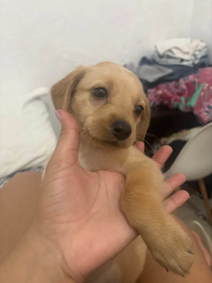 Cachorro ra a SRD-ViraLata idade 2 a 6 meses nome Sem nome 