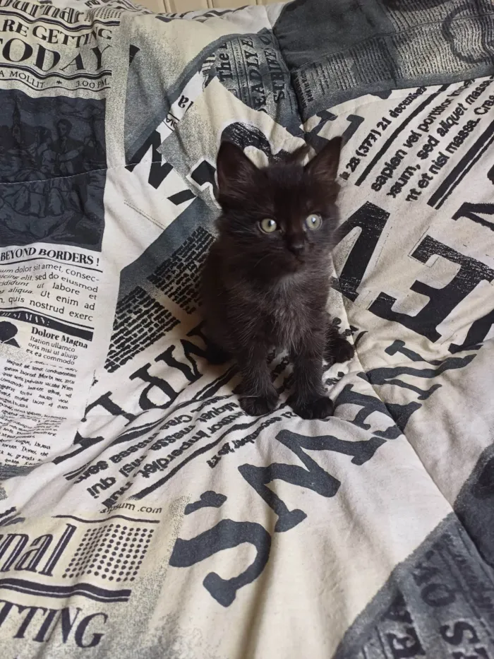 Gato ra a Persa idade Abaixo de 2 meses nome Mix persa adocao