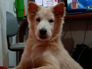 Cachorro raça SRD-ViraLata idade 2 a 6 meses nome Pitty