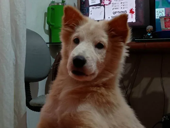 Cachorro ra a SRD-ViraLata idade 2 a 6 meses nome Pitty