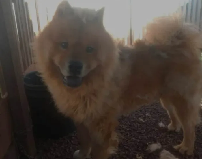 Cachorro ra a Chow Chow idade 1 ano nome Chow Chow adulto 