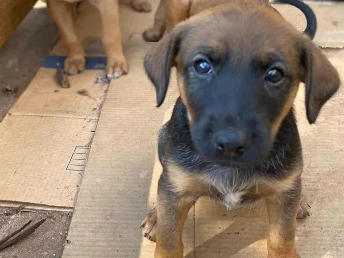 Cachorro ra a SRD-ViraLata idade Abaixo de 2 meses nome angelita