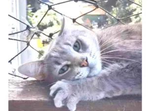 Gato raça SRD-ViraLata idade 2 anos nome BÓRIS 