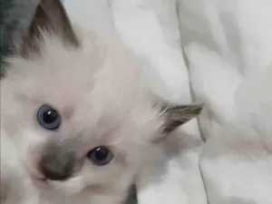 Gato raça Ashera idade Abaixo de 2 meses nome Lilly